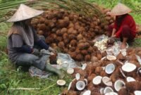 Pemerintah memastikan belum ada rencana menyetop ekspor kelapa dalam waktu dekat. (Foto: ist)