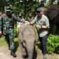 Tinjau TNWK Gubernur Lampung Rahmat Mirzani Djausal siapkan solusi permanen atasi konflik gajah Way Kambas dengan membangun batas kawasan sepanjang 70 km. (Foto:ist)
