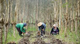 Provinsi Lampung menjadi daerah pertama di Indonesia untuk proyek percontohan Ekonomi Karbon Perhutanan Sosial guna sejahterakan petani hutan.(Foto: ist)