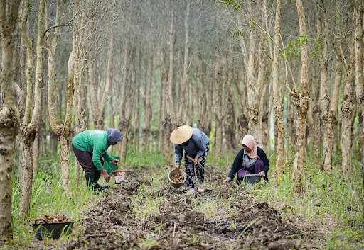 Provinsi Lampung menjadi daerah pertama di Indonesia untuk proyek percontohan Ekonomi Karbon Perhutanan Sosial guna sejahterakan petani hutan.(Foto: ist)