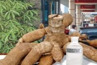 Lampung kembangkan bioetanol berbahan baku singkong dan jagung. (Foto:ist)