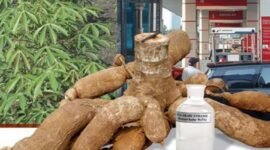 Lampung kembangkan bioetanol berbahan baku singkong dan jagung. (Foto:ist)