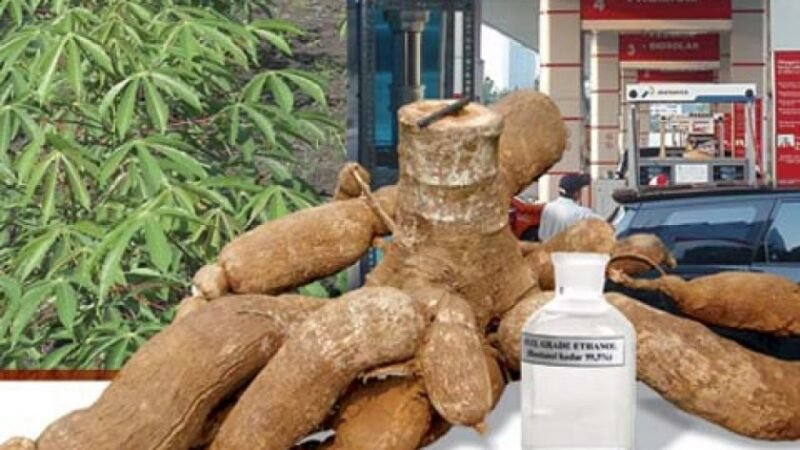 Lampung kembangkan bioetanol berbahan baku singkong dan jagung. (Foto:ist)