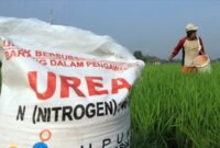 Ilustrasi pupuk bersubsidi yang dibutuhkan petani tapi kerap sulit diperoleh. (Foto: ist)