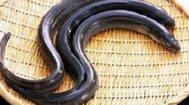 Ikan sidat Indonesia memiliki nutrisi tinggi melebihi kandungan pada ikal salmon. (Foto: ist)