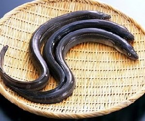 Ikan sidat Indonesia memiliki nutrisi tinggi melebihi kandungan pada ikal salmon. (Foto: ist)