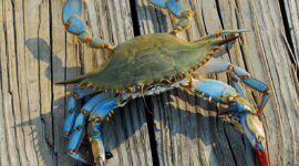 Peluang ekspor komoditas rajungan asal Bumi Ruwa Jurai ke pasar internasional kini semakin terbuka lebar namun sekaligus semakin selektif. Kementerian Kelautan dan Perikanan (KKP) resmi memberlakukan dokumen Certificate of Admissible (CoA).