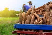 DPRD Provinsi Lampung sahkan Perda Perlindungan dan Pemberdayaan Petani, yang menempatkan singkong sebagai komoditas prioritas.