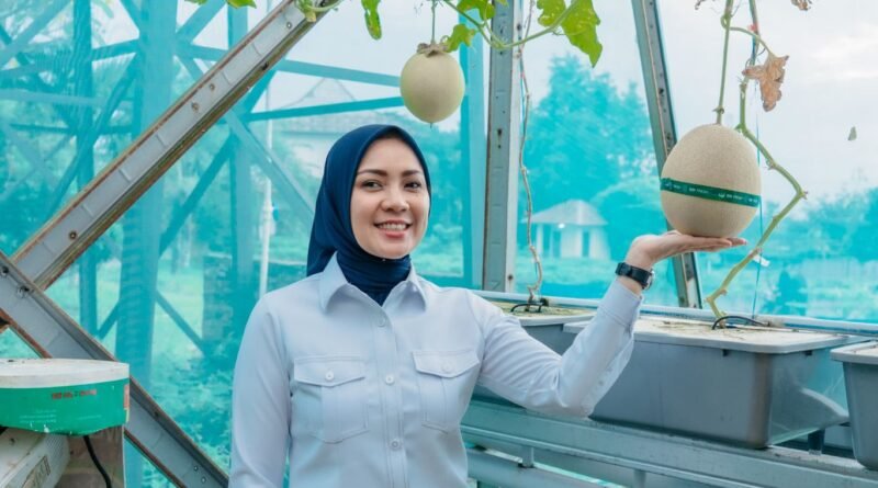Ketua TP PKK Provinsi Lampung, Purnama Wulan Sari, saat memanen melon premium di PKK Agro Park, Desa Sabah Balau.(foto: ist)