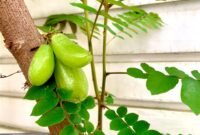 Tak hanya cocok untuk penyedap sayur, belimbing wuluh juga berkhasiat untuk kesehatan rambut. (Foto: Lingkartani)