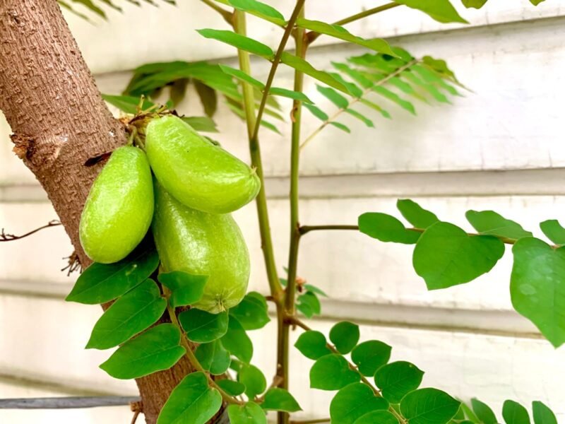 Tak hanya cocok untuk penyedap sayur, belimbing wuluh juga berkhasiat untuk kesehatan rambut. (Foto: Lingkartani)
