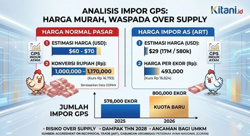 Indonesia berencana mengimpor 580.000 induk ayam (GPS) dari AS dengan harga sangat murah, yang berisiko memicu kelebihan pasokan (oversupply).(Infografis: Kitani.id)