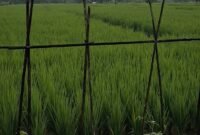 Hamparan sawah di Way Lima, Pesawaran, tampak subur menghijau. (Foto: Kitani.id)