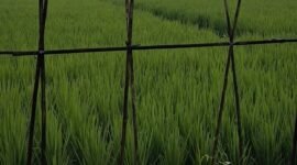 Hamparan sawah di Way Lima, Pesawaran, tampak subur menghijau. (Foto: Kitani.id)