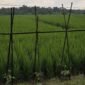 Hamparan sawah di Way Lima, Pesawaran, tampak subur menghijau. (Foto: Kitani.id)