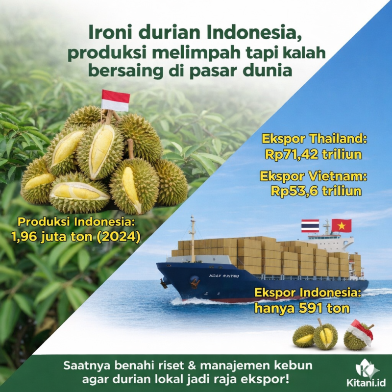 Perlu riset dana penataan majanemen kebun untuk meningkatkan kualitas durian  Indonesia. (Grafis: Kitani)