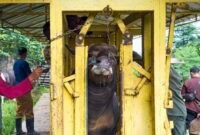 UPTD Balai Inseminasi Buatan Daerah (BIBD) Provinsi Lampung memperketat pengawasan kesehatan ternak sapi. (Foto: ist)