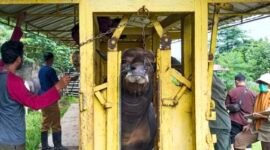 UPTD Balai Inseminasi Buatan Daerah (BIBD) Provinsi Lampung memperketat pengawasan kesehatan ternak sapi. (Foto: ist)