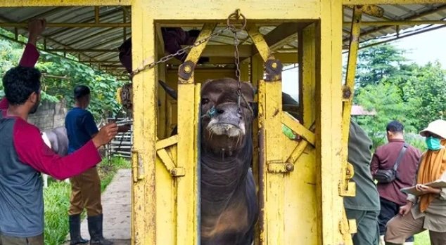 UPTD Balai Inseminasi Buatan Daerah (BIBD) Provinsi Lampung memperketat pengawasan kesehatan ternak sapi. (Foto: ist)