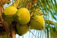 Potensi besar hilirisasi kelapa. (Foto: ist)