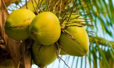 Hilirisasi Tiga Komoditas Pertanian Mampu Hasilkan Nilai Setara Tujuh Tahun APBN