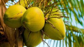 Potensi besar hilirisasi kelapa. (Foto: ist)