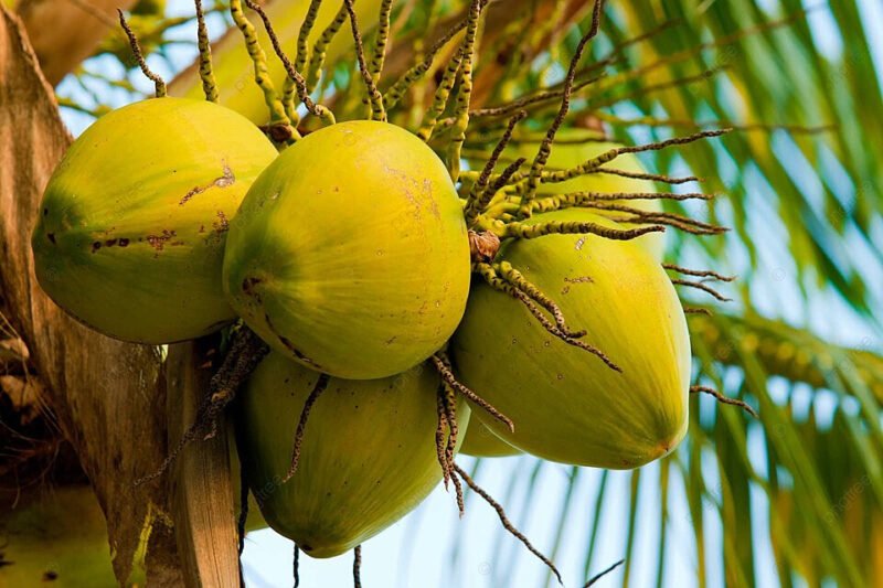 Potensi besar hilirisasi kelapa. (Foto: ist)