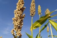 Tanaman sorgum sebagai sumber karbohidrat non-beras yang adaptif di lahan kering dan kaya akan zat fungsional. (Foto: ist)