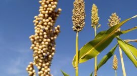 Tanaman sorgum sebagai sumber karbohidrat non-beras yang adaptif di lahan kering dan kaya akan zat fungsional. (Foto: ist)