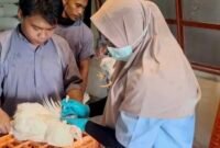 Dinas Peternakan dan Kesehatan Hewan Provinsi Lampung melakukan pengujian Pullorum secara menyeluruh. (foto:ist)