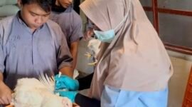Dinas Peternakan dan Kesehatan Hewan Provinsi Lampung melakukan pengujian Pullorum secara menyeluruh. (foto:ist)