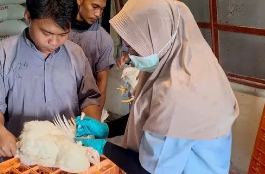 Dinas Peternakan dan Kesehatan Hewan Provinsi Lampung melakukan pengujian Pullorum secara menyeluruh. (foto:ist)