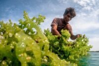 Sektor rumput laut menghadapi krisis regenerasi karena mayoritas petani sudah lansia dan minat pemuda rendah.(Foto: ist)