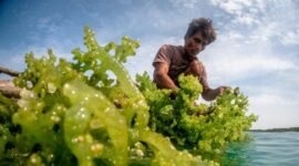 Sektor rumput laut menghadapi krisis regenerasi karena mayoritas petani sudah lansia dan minat pemuda rendah.(Foto: ist)