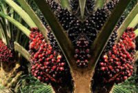 Percepatan hilirisasi produk turunan sawit (pangan, oleokimia, bioenergi) dan penguatan sertifikasi berkelanjutan. (Foto: ist)