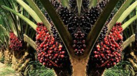 Percepatan hilirisasi produk turunan sawit (pangan, oleokimia, bioenergi) dan penguatan sertifikasi berkelanjutan. (Foto: ist)