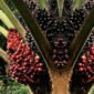 Percepatan hilirisasi produk turunan sawit (pangan, oleokimia, bioenergi) dan penguatan sertifikasi berkelanjutan. (Foto: ist)