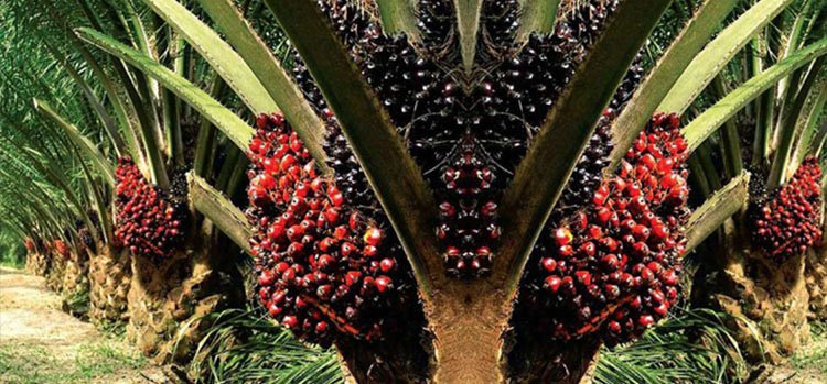 Percepatan hilirisasi produk turunan sawit (pangan, oleokimia, bioenergi) dan penguatan sertifikasi berkelanjutan. (Foto: ist)