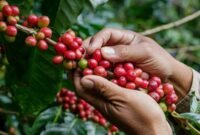 Petani disarankan menerapkan metode petik merah dan dilarang menjemur kopi langsung di atas tanah.(foto: ist)