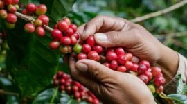 Petani disarankan menerapkan metode petik merah dan dilarang menjemur kopi langsung di atas tanah.(foto: ist)