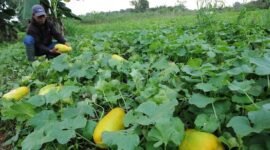 Tanaman timun suri. (foto: ist)