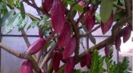 Kakao varietas BL50 sukses menyabet gelar Silver Award 2025.(foto: ist)