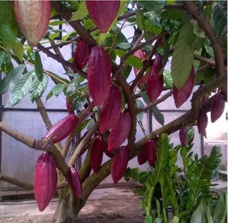 Kakao varietas BL50 sukses menyabet gelar Silver Award 2025.(foto: ist)