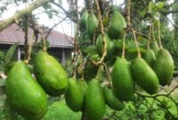 Budidaya Alpukat Siger Bapeltan Lampung. (Foto: ist)