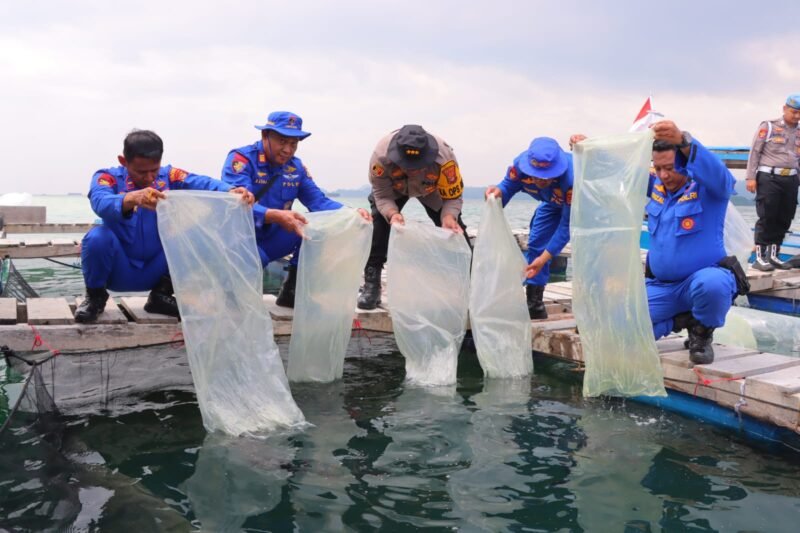 Polresta Bandar Lampung memanen ikan bawal bintang di perairan Teluk Lampung.(foto: tribratanews)