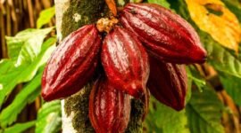 Kebangkitan produksi kakao. (foto: ist)