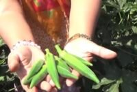 Tanaman okra kini mulai populer karena manfaatnya sangat berlimpah. (Foto: ist) 