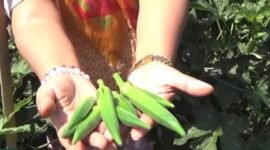 Tanaman okra kini mulai populer karena manfaatnya sangat berlimpah. (Foto: ist) 