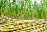 Penyaluran bantuan 5,9 miliar mata benih tebu unggul untuk penuhi target swasembada gula nasional. (foto: ist) 