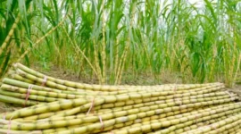 Penyaluran bantuan 5,9 miliar mata benih tebu unggul untuk penuhi target swasembada gula nasional. (foto: ist) 